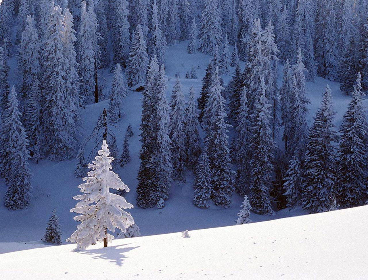 Avoiding Frostbite, Hypothermia, and Cold Weather-Related Emergencies 