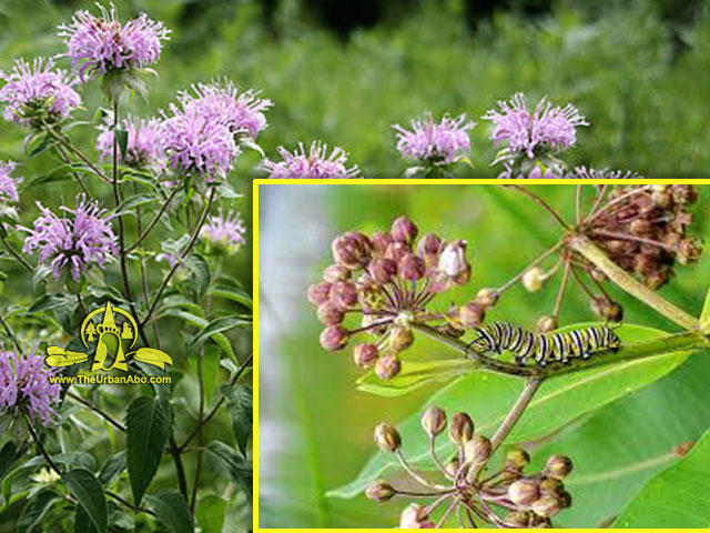  How to: Foraging for Summer Edibles 13 - Milkweed & Wild Bergamot 