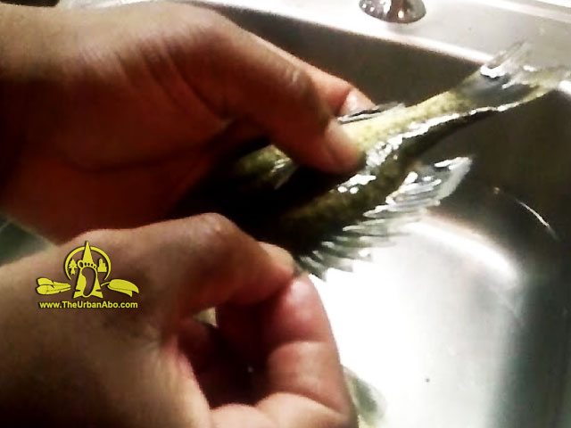  How to: Clean Fish: Scaling 