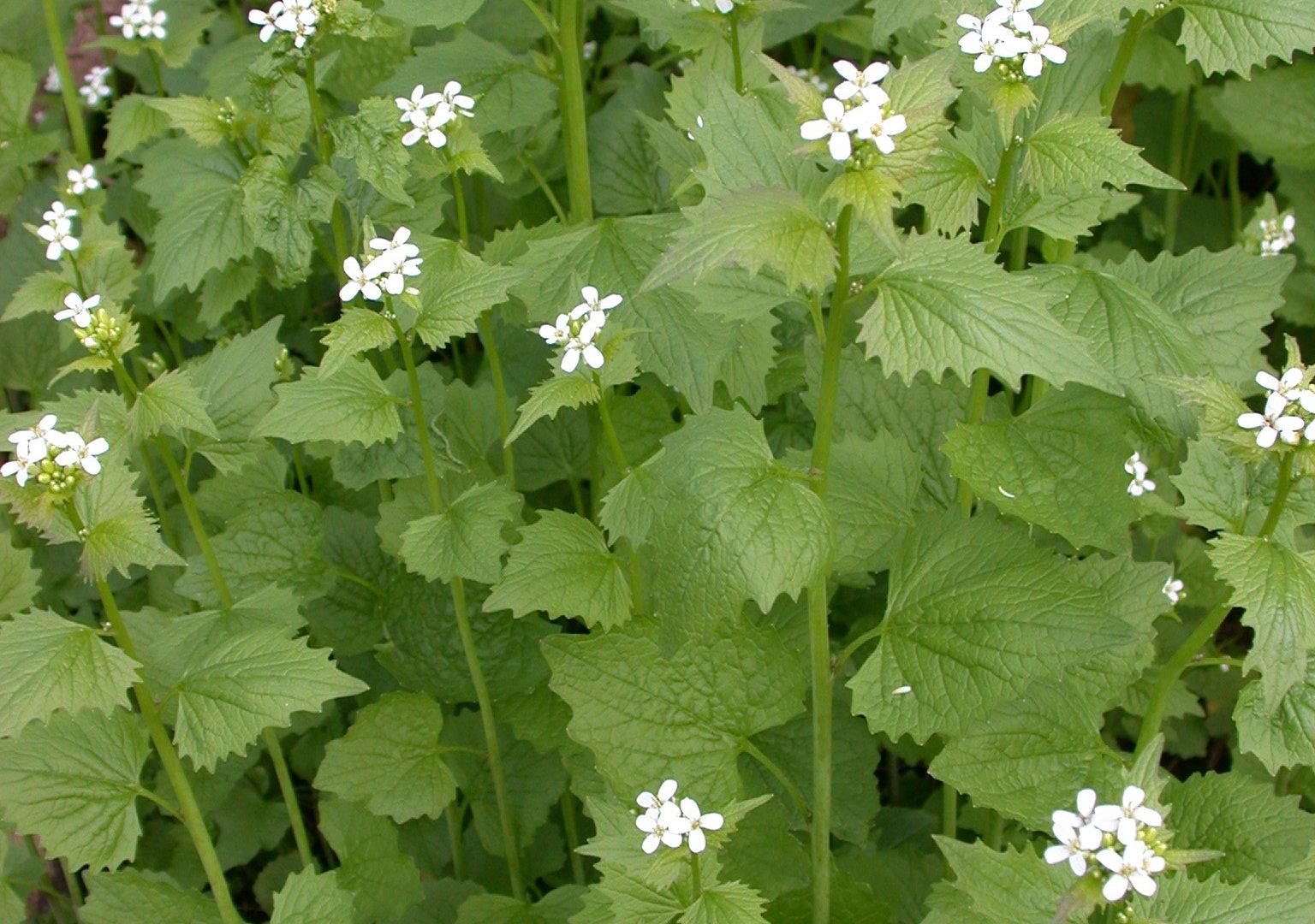  How to: Forage for Spring Edibles 2: Featuring Garlic Mustard (Allaria petiolata) 