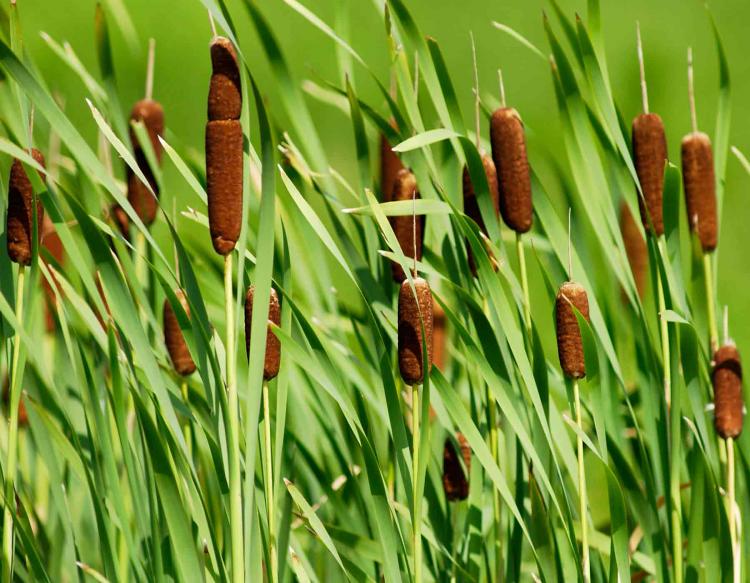 How to: Forage for Spring Edibles 3 - Cattails (Typha) 