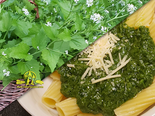  How to: Make Wild Garlic Mustard Pesto 