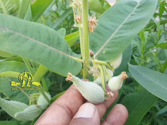  How to: Harvest Milkweed Seedpods 