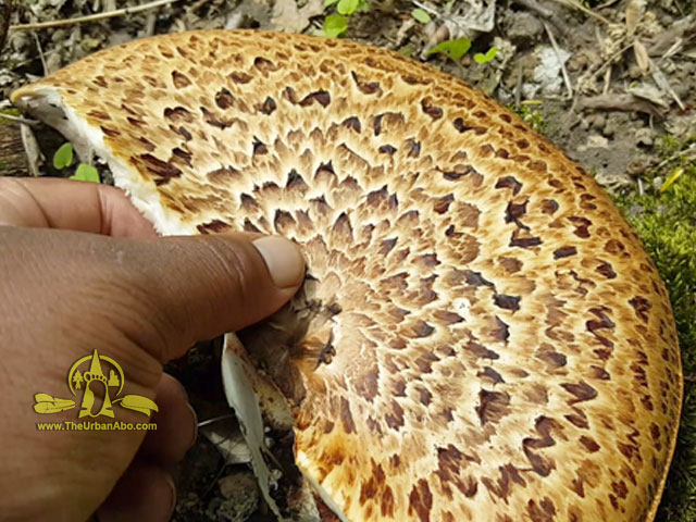  How to: Harvest Pheasant-back Mushrooms or Dryad 