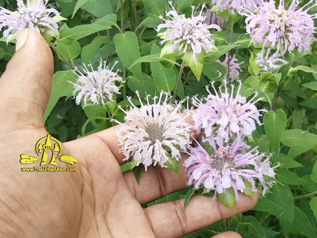  How to: Wild Bergamot (Mondara fistulosa) 