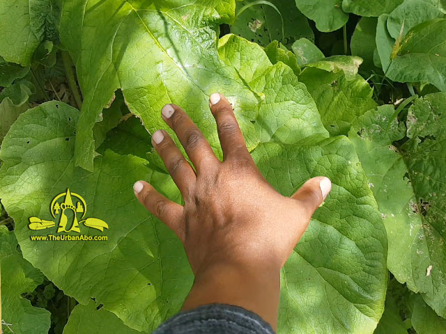  How to: Gobo or Burdock (Articum lappa) 