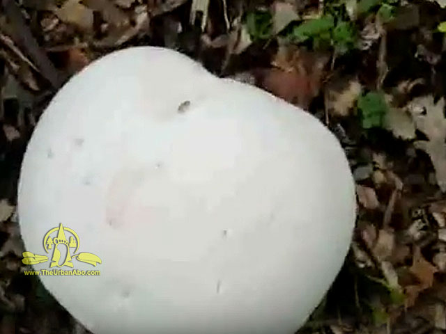  How to: Pick Puffball Mushrooms  