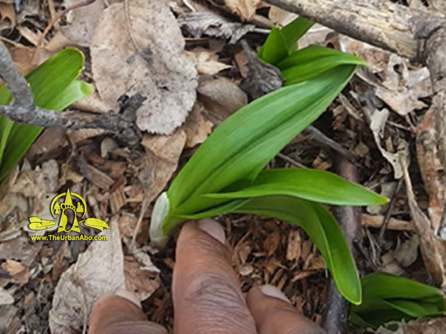  How to: Harvest Ramps  