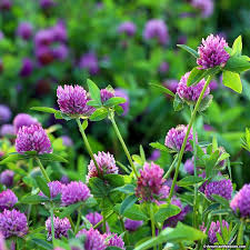  How to: Foraging for Spring Edibles 8 - Featuring Red & White Clover 