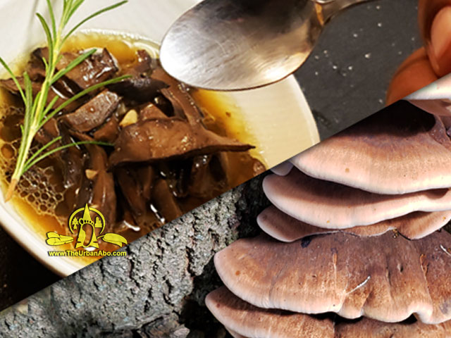  How to: Identify, Cook & Eat the Resinous Polypore (Ischnoderma resinosum) w/ The Urban-Aboriginal  