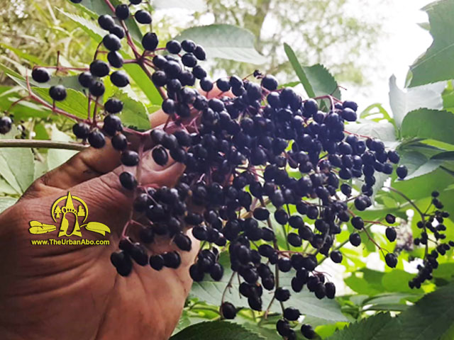  How to: Harvest Elderberries 