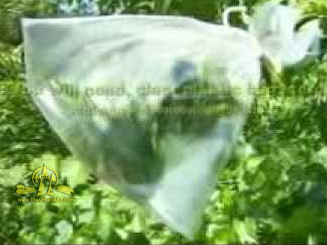  How to: Get Water Through Transpiration 