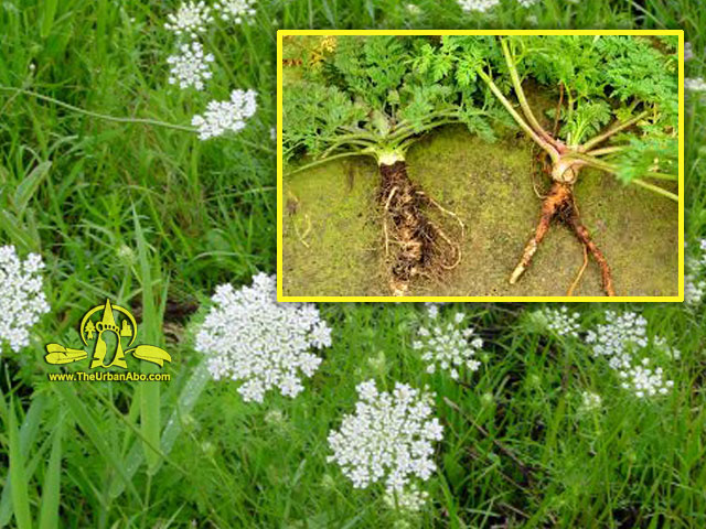  How to: Foraging for Summer Edibles 12 - Wild Carrot (Daucus carota) 