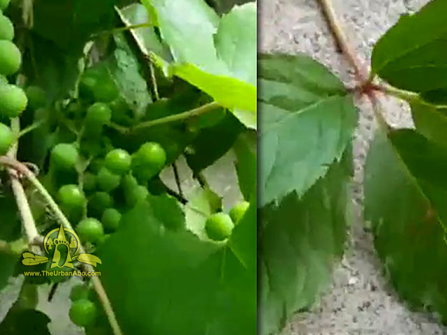  How to: Forage for Summer Edibles 18 - Wild-Grapes vs Virginia Creeper 