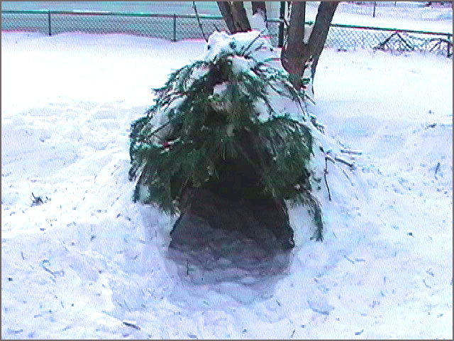  How to: Make a Winter Debris Hut  